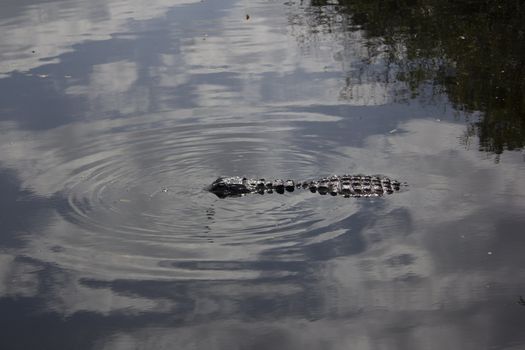 A wild alligator in the Everglades National Park in Florida.