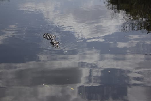 A wild alligator in the Everglades National Park in Florida.