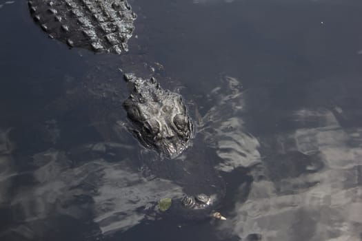 A wild alligator in the Everglades National Park in Florida.