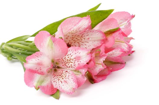 Alstroemeria Flower Head with Water Droplets isolated on white