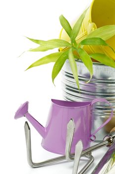 Purple Watering Can with Tin Buckets, Green Plant and Gardening Tools isolated on white background