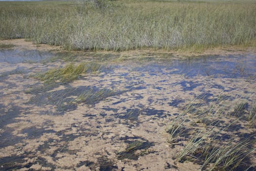 Everglades National Park in the summer.