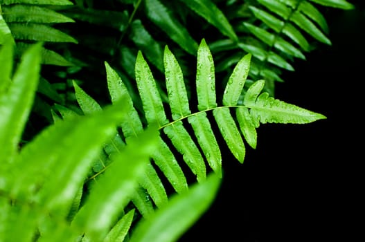 fresh green fern leaves