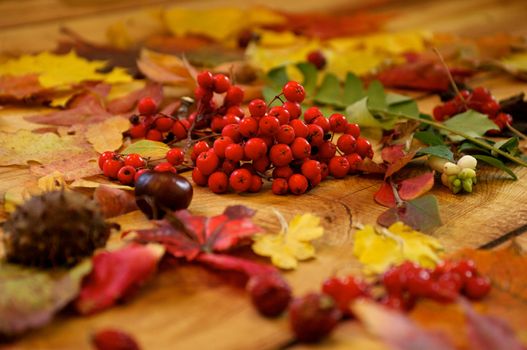 Perfect Red Ashberry with Autumn Leaves and Chestnut closeup on wood background . Selective Focus