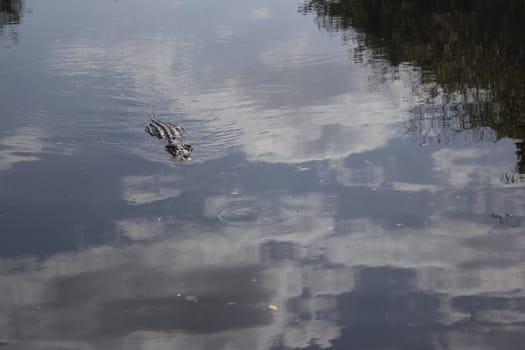 A wild alligator in the Everglades National Park in Florida.