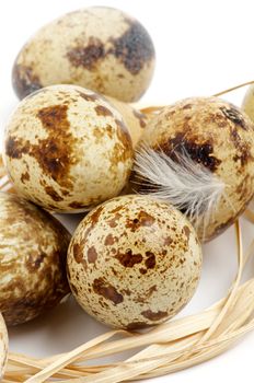 Quail Eggs with Plumelet and Bast closeup on white background