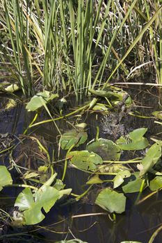 A wild alligator in the Everglades National Park in Florida.