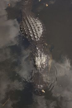 A wild alligator in the Everglades National Park in Florida.