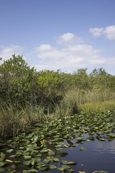 Everglades National Park in the summer.