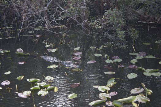 A wild alligator in the Everglades National Park in Florida.