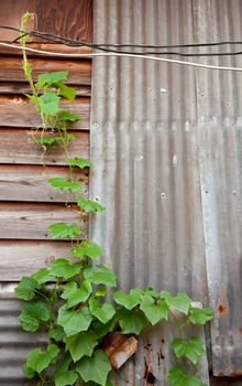 plant climbing wood and zinc slats in fence, green on brown