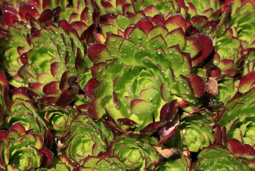 Group of succulent plants of the genus green and red Echeveria with drop