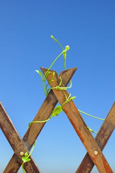 The wood fence with climbing plant on blue sky background