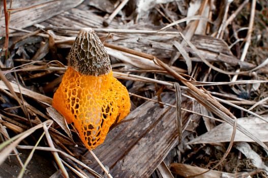 Common stinkhorn fungus in the forest