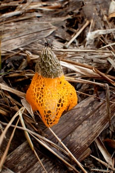 Common stinkhorn fungus in the forest