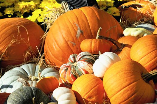 Assorted pumpkins with autumn leaves