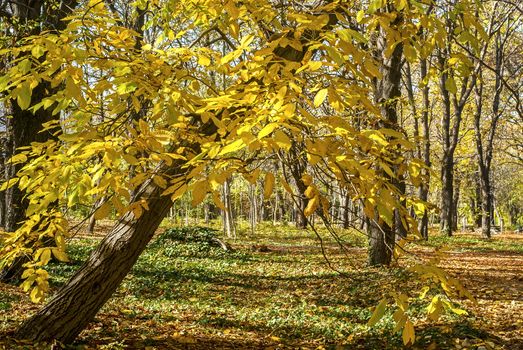 Sloped autumn tree yellow leaves in park