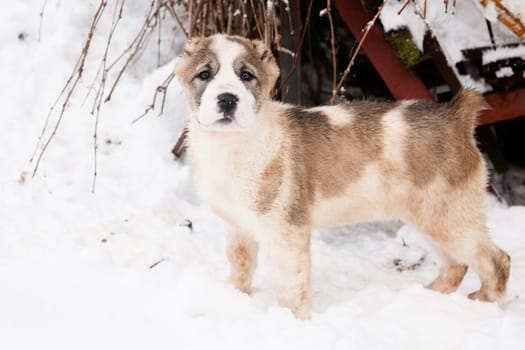 A white and brown central asian puppy standing on snow near a border
