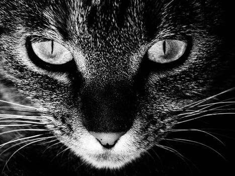 The face of a cat in black and white.
