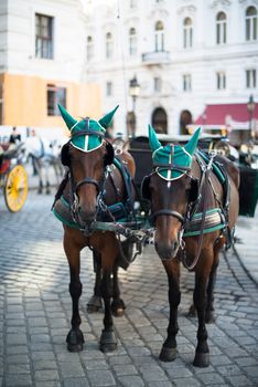 Traditional horses and carriage (also called Fiaker) in Vienna, Austria