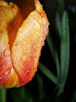Red and yellow tulip with raindrops