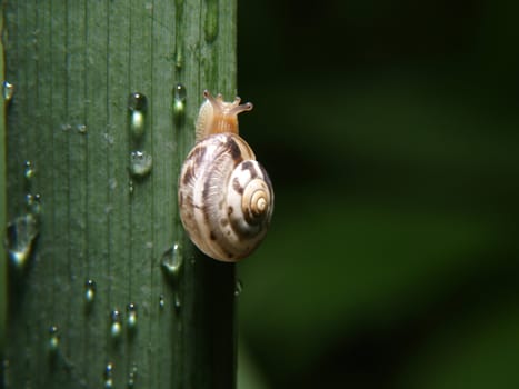 Snail moving upwards on a plant