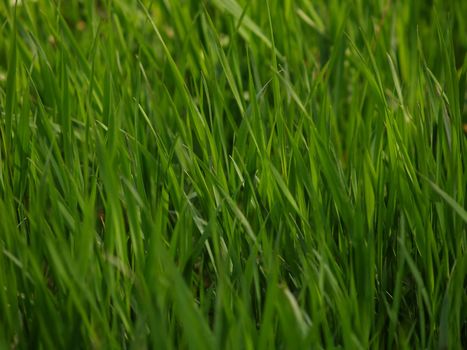 Green grass of a meadow