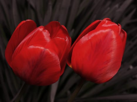 Two tulips on desaturated background.