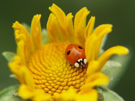 Ladybird on a yellow flower