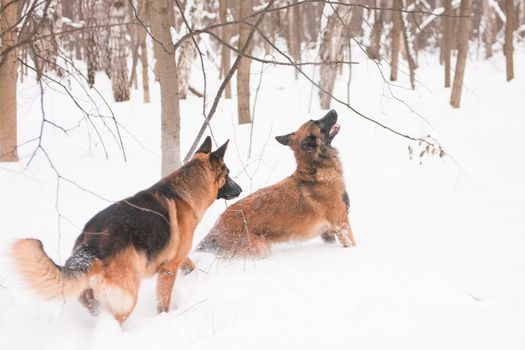 A belgian and a german shepherds playing in snow
