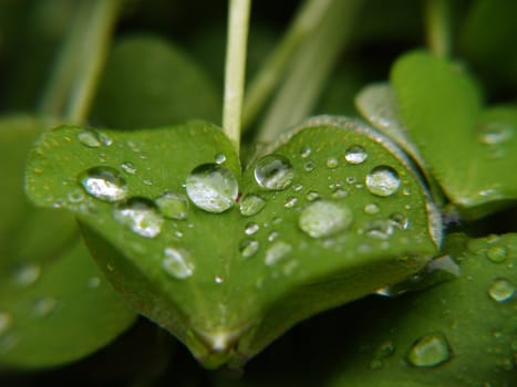 Raindrops on leaves