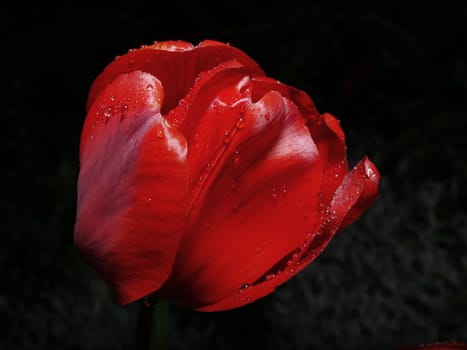 Raindrops on a tulip bulb