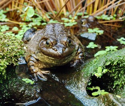 Big frog in it's natural environment