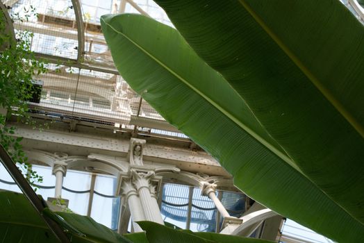 Inside the beautiful Palmenhaus at Schoenbrunn Palace , Vienna, Austria