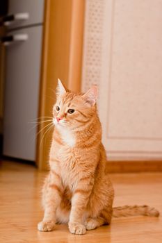 A young ginger tabby cat on the wooden floor
