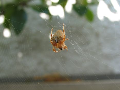 Cross spider eating its victim over the web