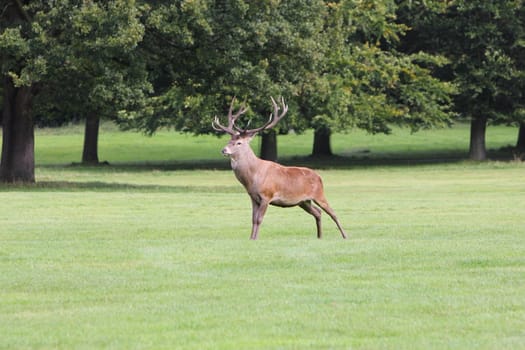 Red deer stag