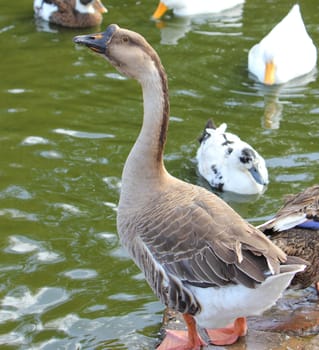 African Goose