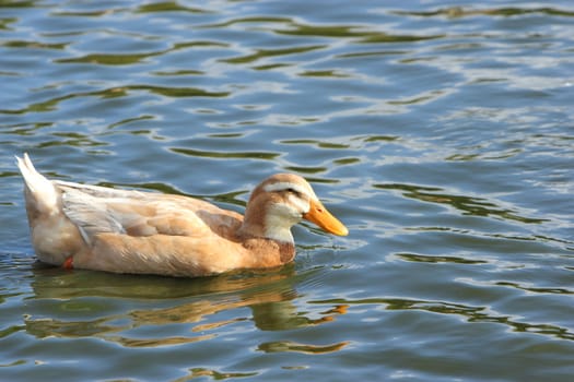 duck