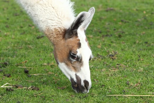 Llama