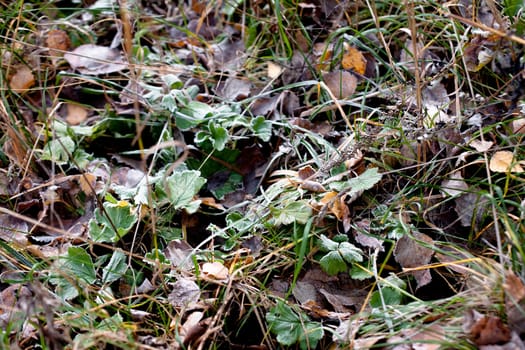 Frost on the green and brown autumn leaves
