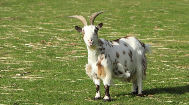 Goat