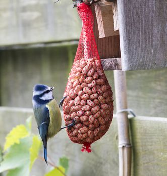 great tit with peanuts as winter feed