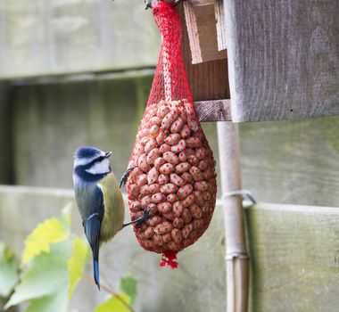 great tit with peanuts as winter feed