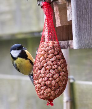 great tit with peanuts as winter feed