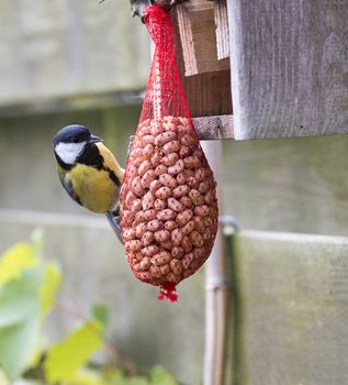 great tit with peanuts as winter feed