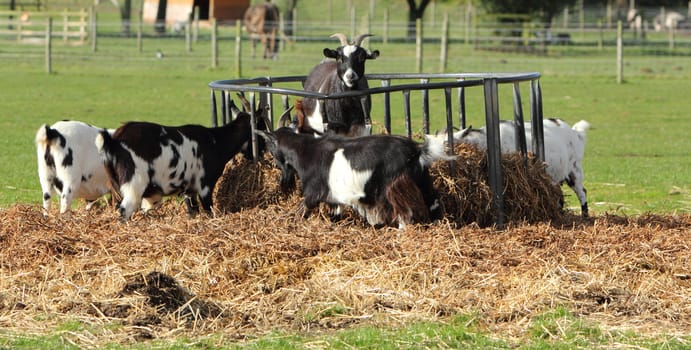 Goats feeding