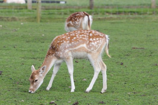 juvenile Fallow deer