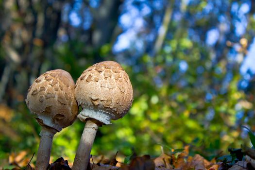 Pair of young closed parasol mushrooms in natural forest environment - Macrolepiota procera