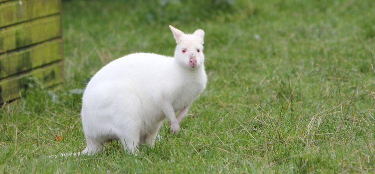 Albino wallaby